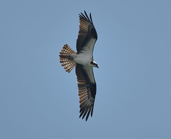 Adult Osprey in flight
