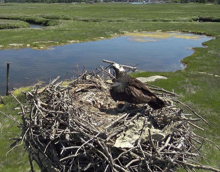 Osprey in Gloucester Nest Osprey in Nest at Lobstaland