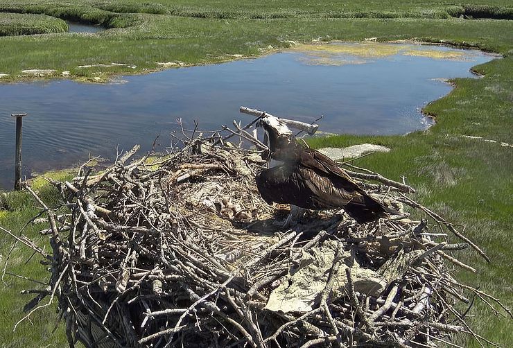 Osprey in Gloucester Nest Osprey in Nest at Lobstaland