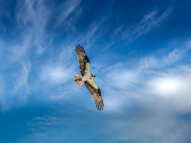 Osprey Flying Over Cape Cod