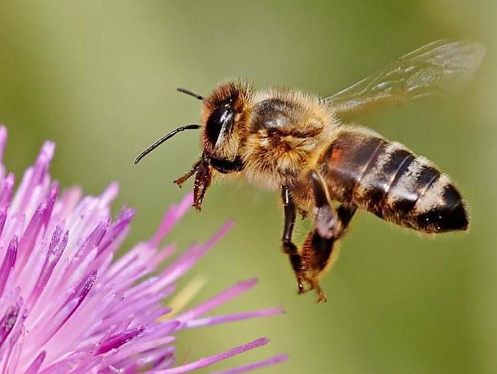 Honey Bee on Milk Thistle Honey Bee on Milk Thistle